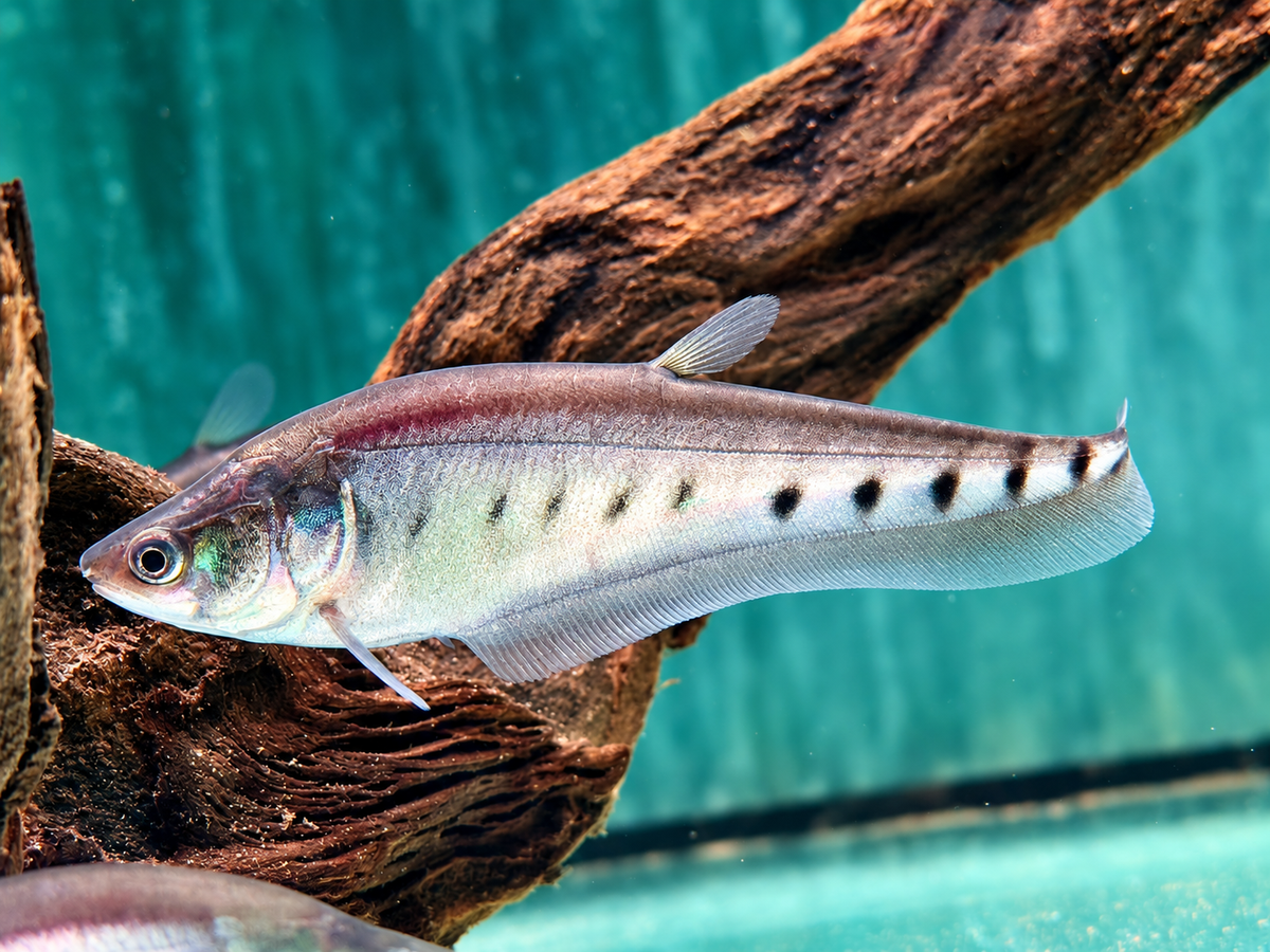 1000$ Tausenddollarfisch Chitala ornata Notopterus chitalai
