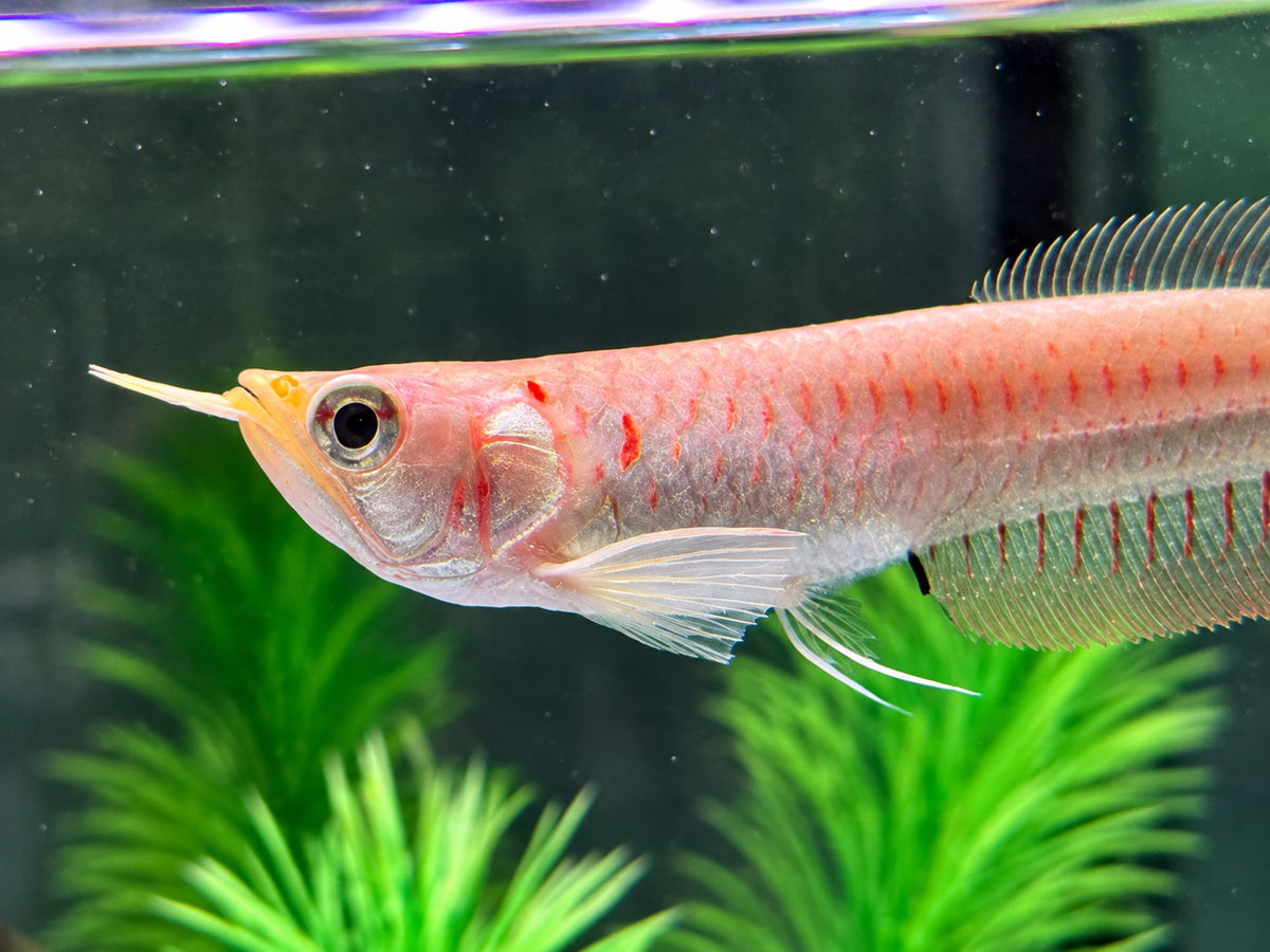 Albino Arowana Silbergabelbart Osteoglossum bicirrhosum