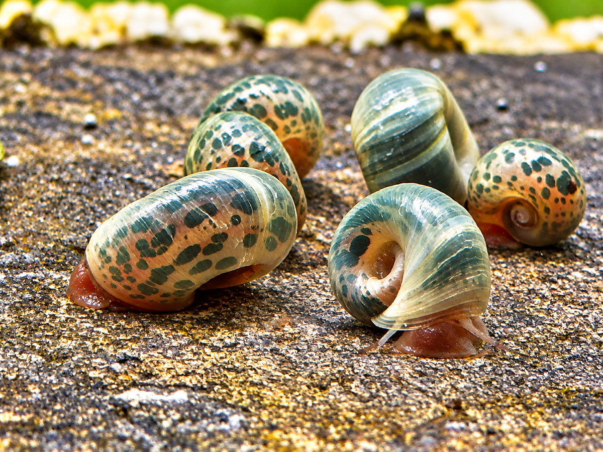 Blaue Posthornschnecke Planorbella duryi