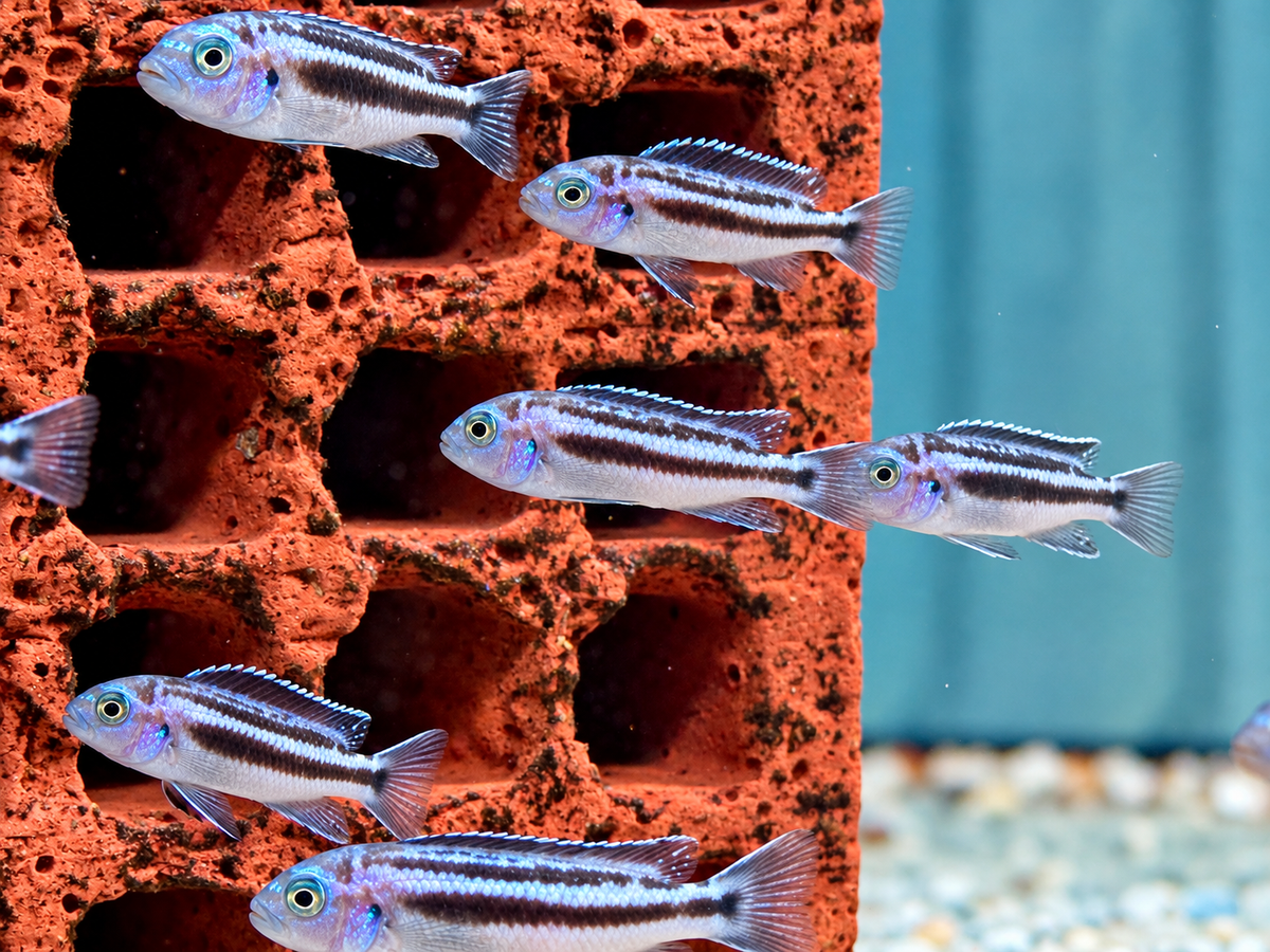 Blauer Johanni Melanochromis maingano 4-5 cm