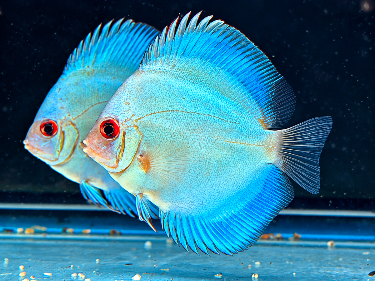 Blue Diamond Diskus Symphysodon aequifasciatus Nachzuchten 7-9 cm