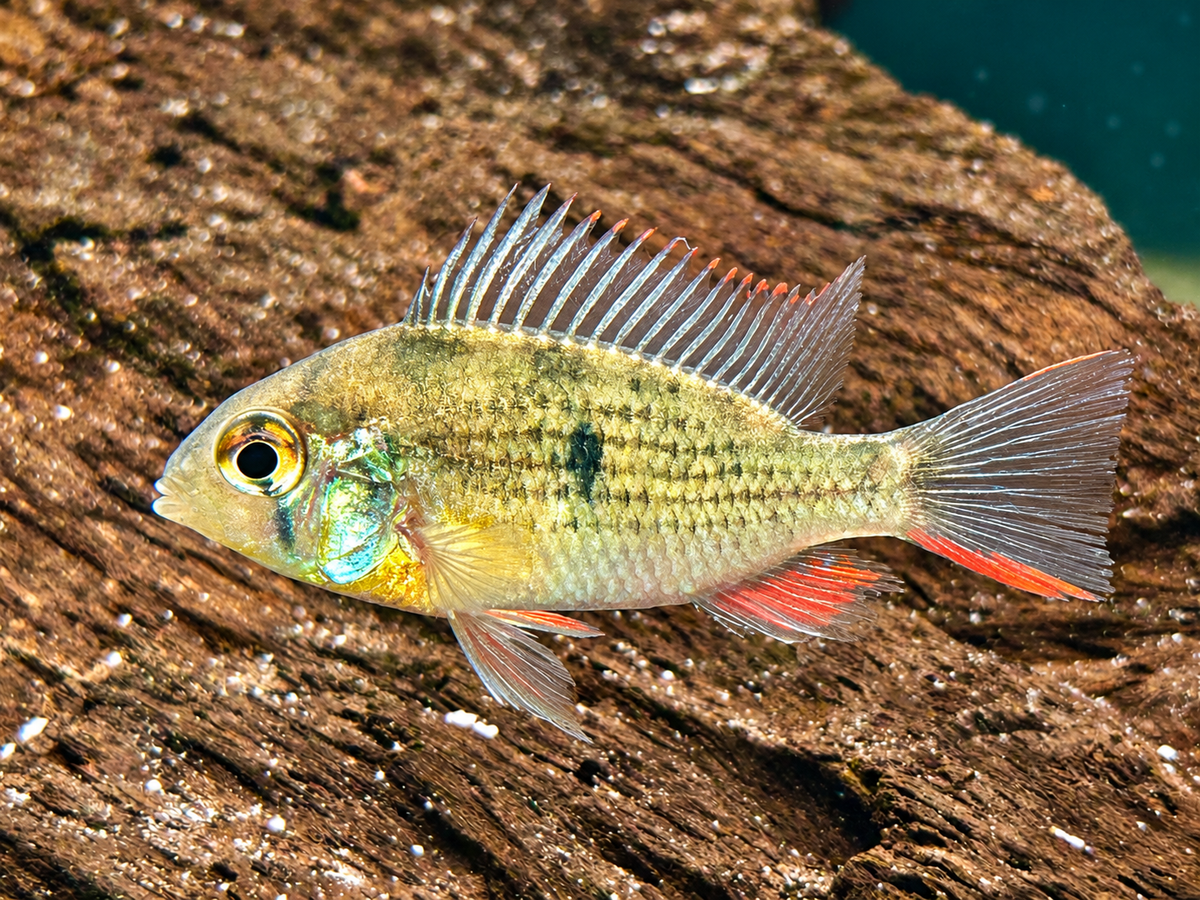 Bolivianischer Schmetterlingsbuntbarsch Microgeophagus altispinosa