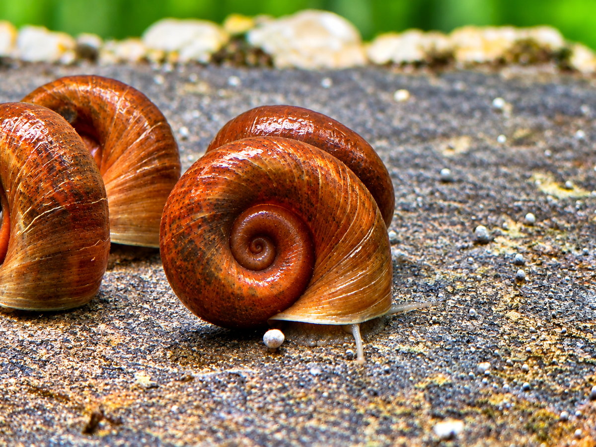 Braune Posthornschnecke Planorbella duryi