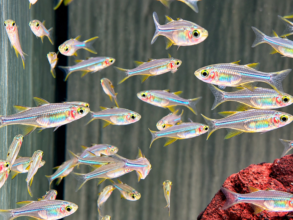 Celebes Sonnenstrahlfisch Marosatherina ladigesi L-XL