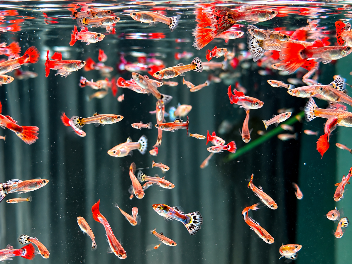 Deutsche Nachzucht Guppys Poecilia reticulata