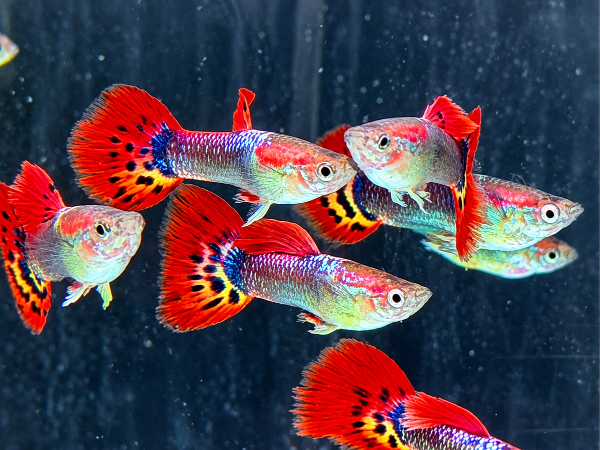 Dragon Guppy Poecilia reticulata Männchen