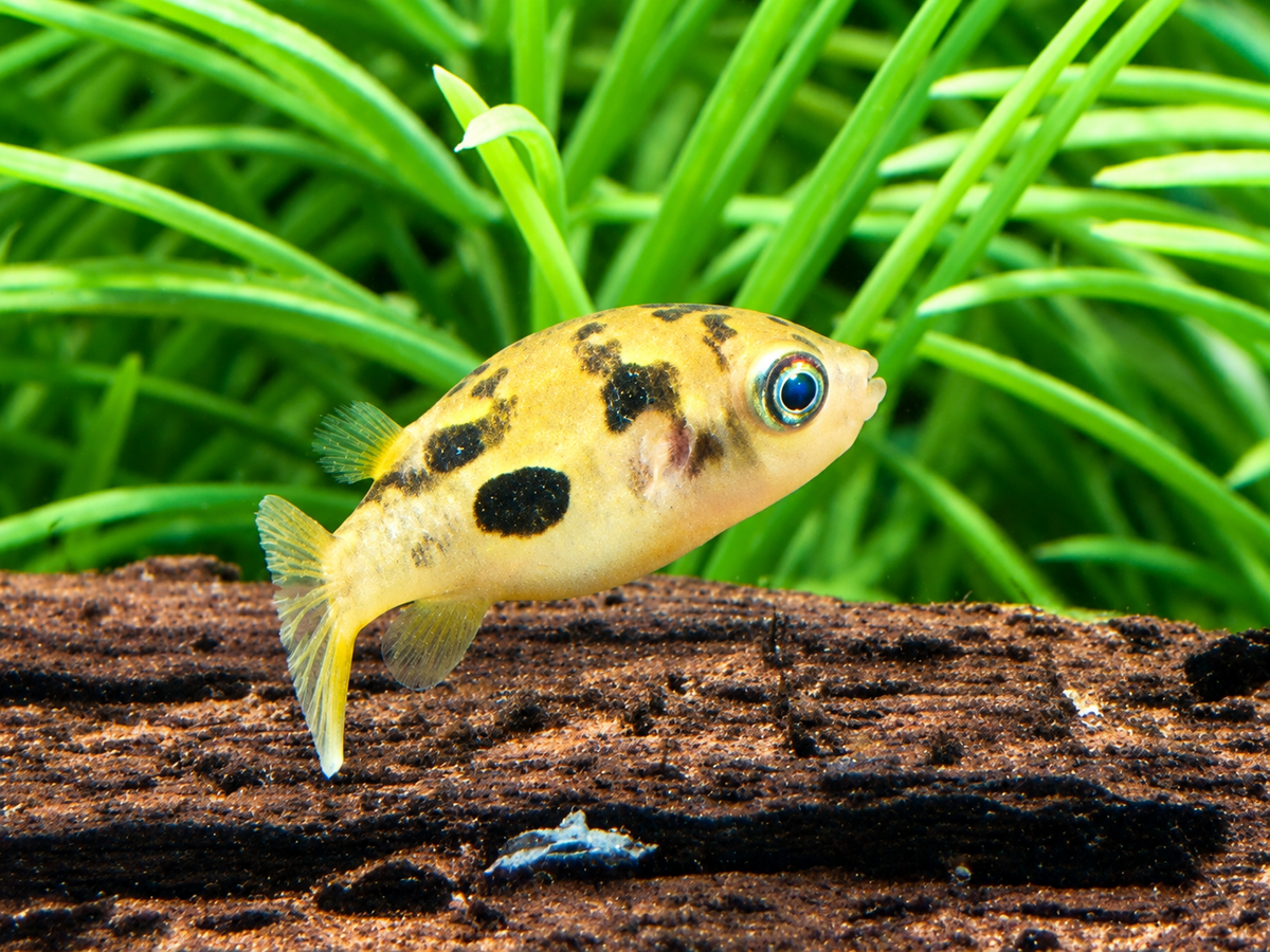 Erbsenkugelfisch Carinotetraodon travancoricus