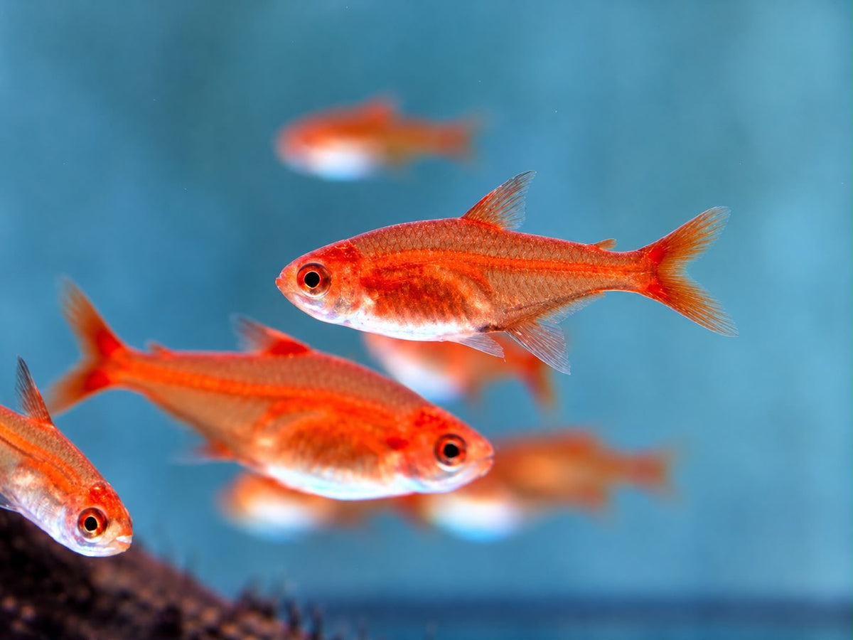 Funkensalmler / Feuertetra Hyphessobrycon amandae
