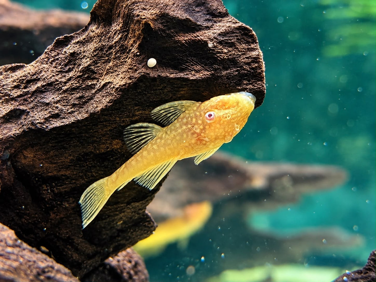 Goldener Antennenwels Ancistrus sp. albino