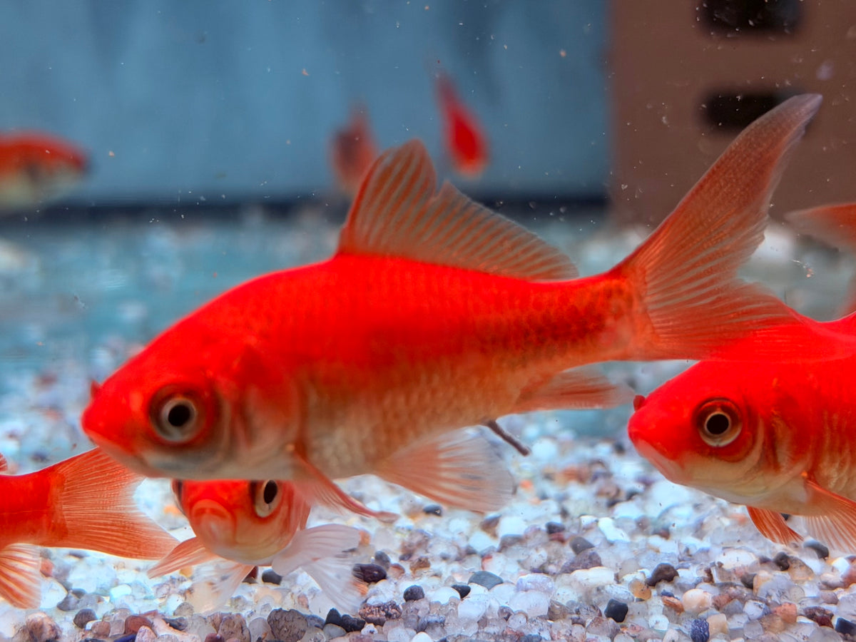 Goldfisch Rot / Orange Carassius auratus 8-10 cm