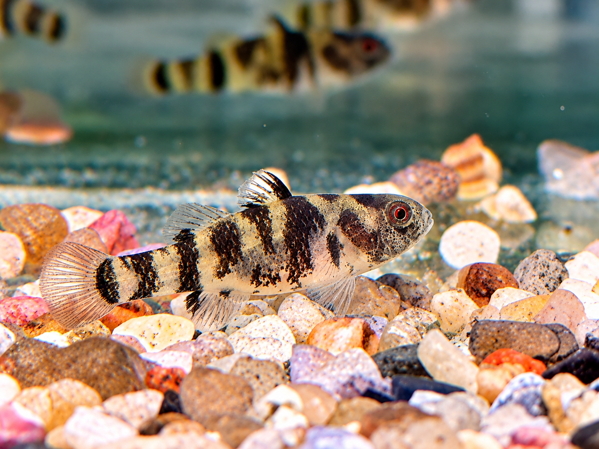 Goldringelgrundel Brachygobius xanthozona