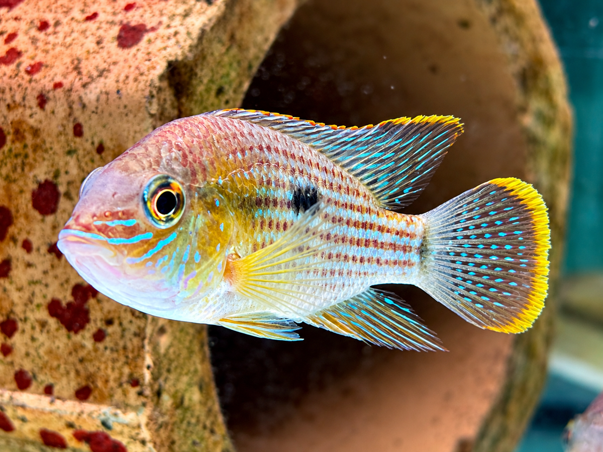 Goldsaumbuntbarsch Aequiden Andinoacara rivulatus 4-4,5 cm