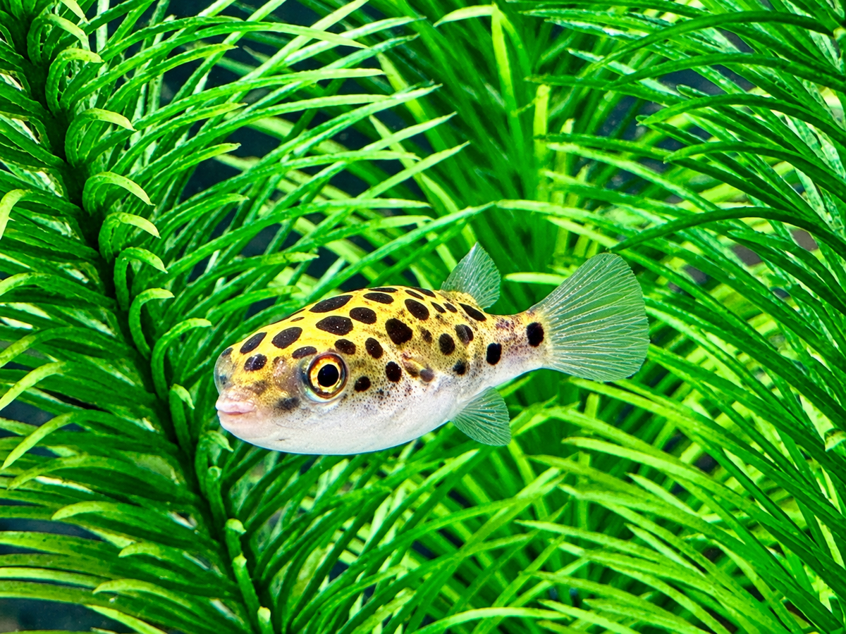 Grüner Kugelfisch Dichotomyctere (Tetraodon) nigroviridis