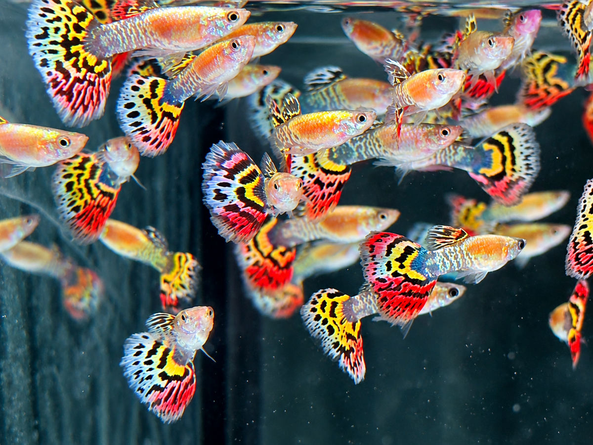 Guppy Leopard Poecilia reticulata Männchen