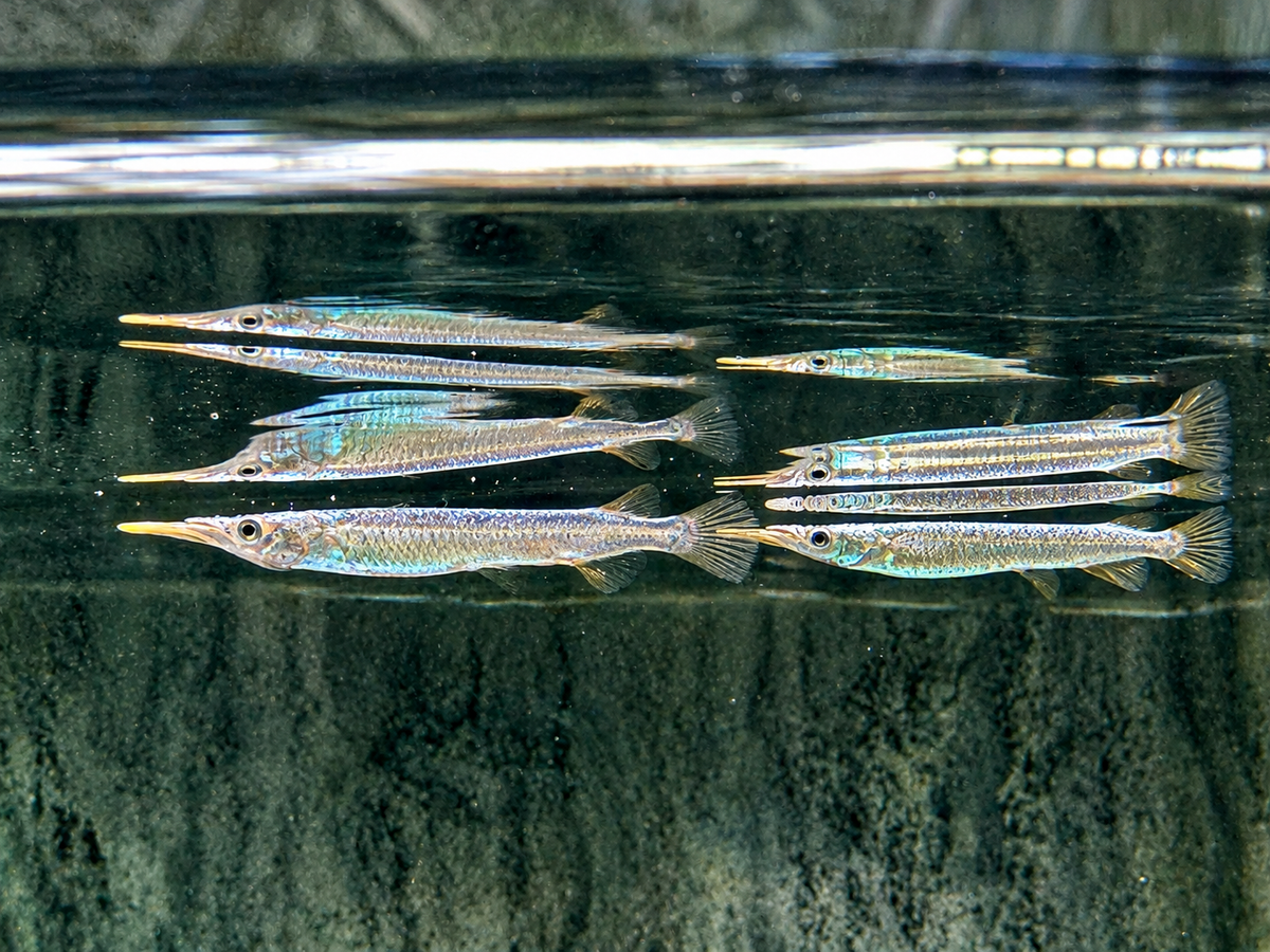 Halbschnabelhecht Platin Dermogenys pusillus