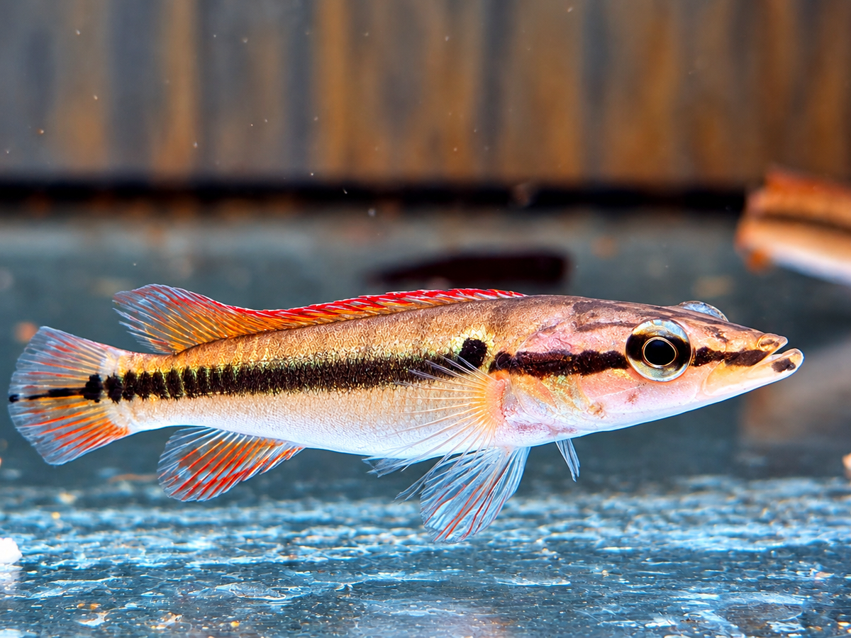 Hechtbuntbarsch Crenicichla zebrina 9-10 cm