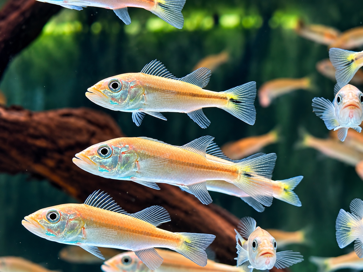 Kammbuntbarsch Cichla pinima 6-8 cm