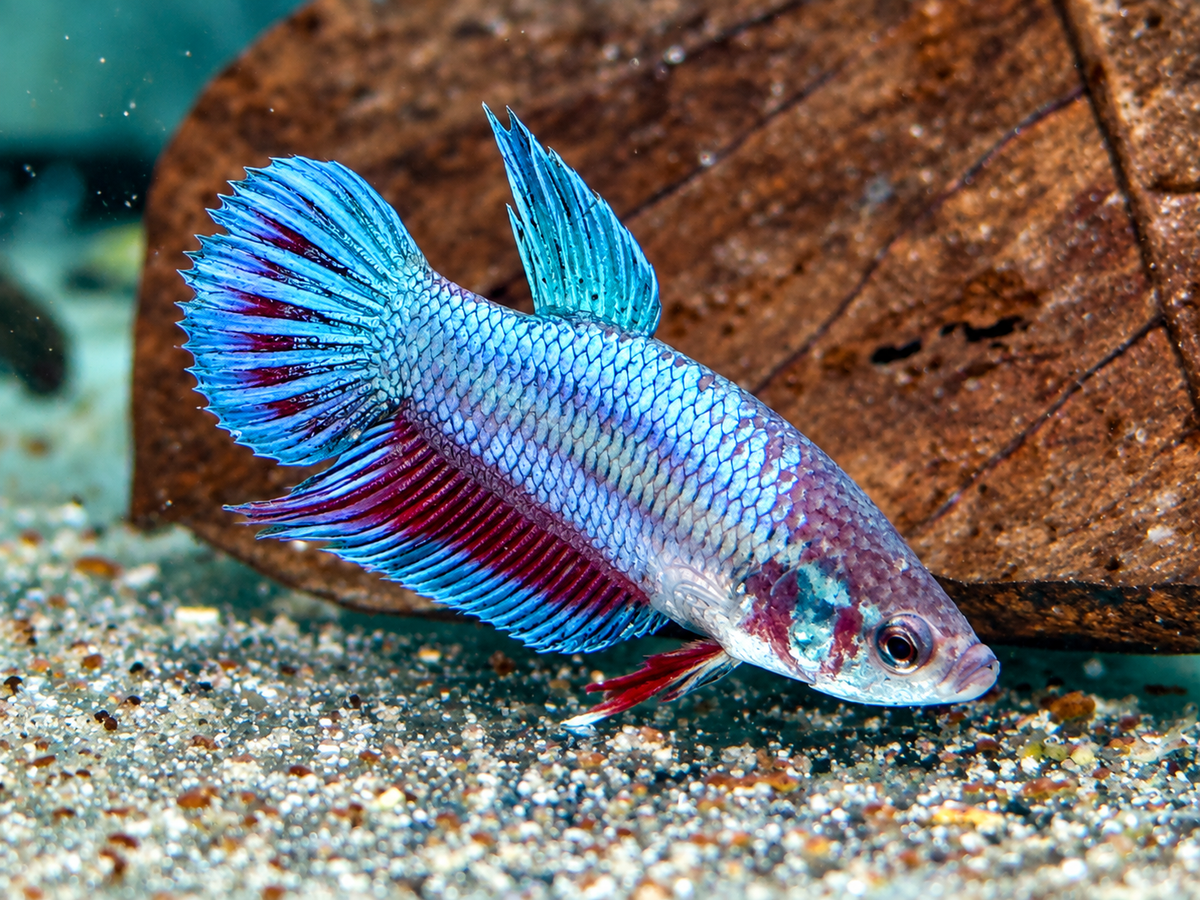 Kampffisch Betta splendens Weibchen