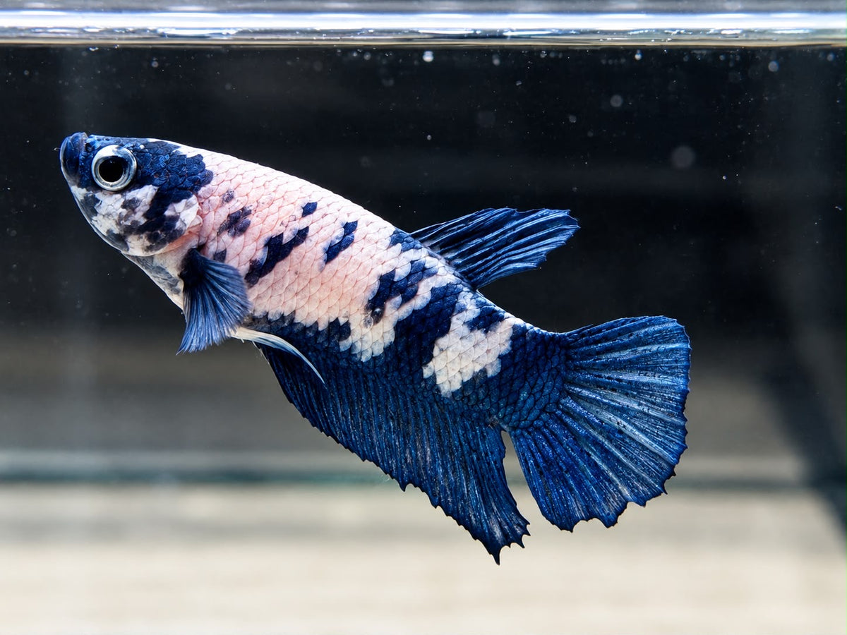 Kampffisch Plakat blue marble Betta splendens Männchen