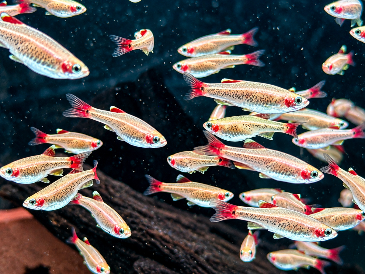 Kardinalfisch Gold Tanichthys albonubes