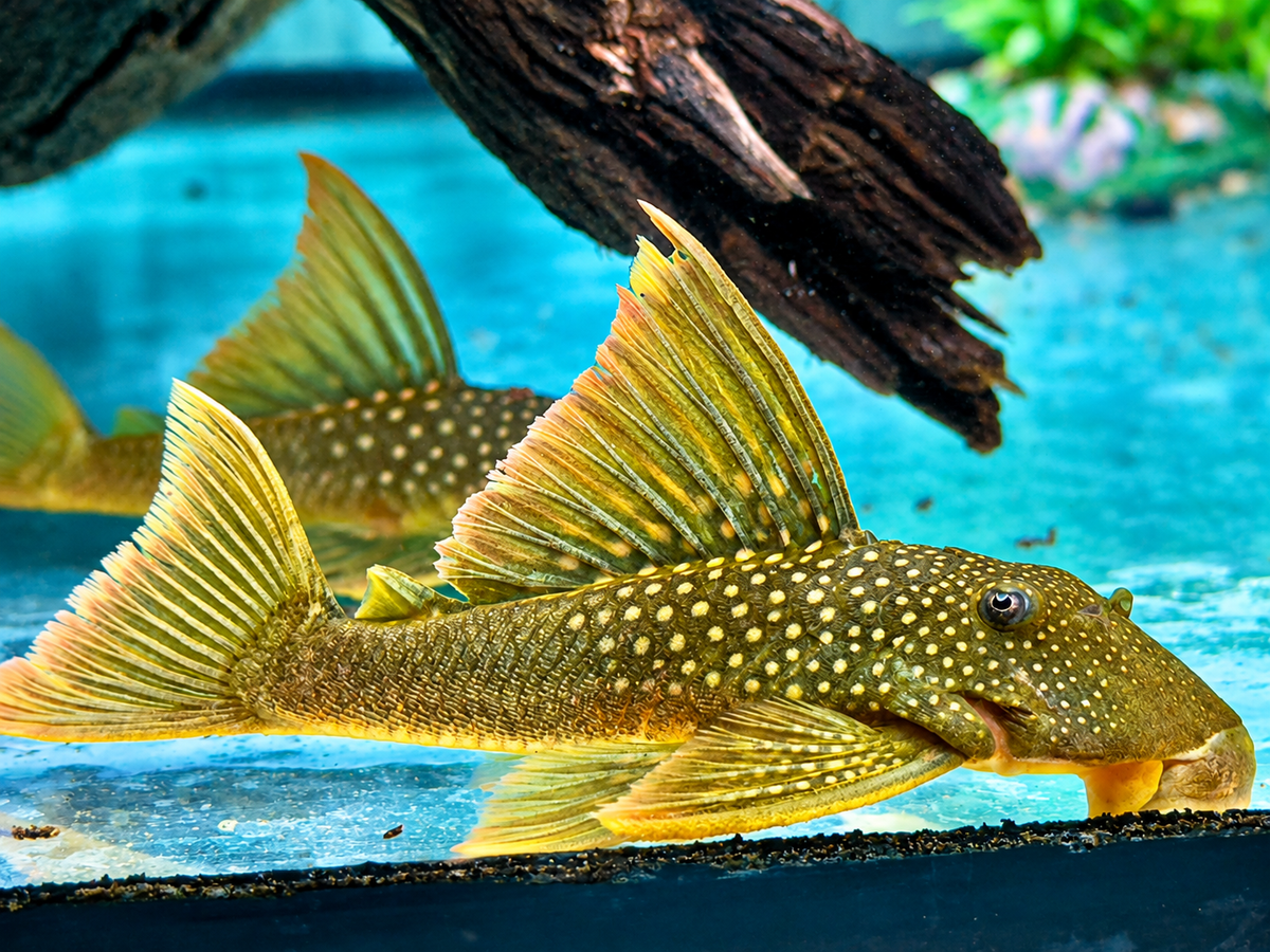 L200a Gelber Phantomwels High fin Baryancistrus demantoides 6-8cm