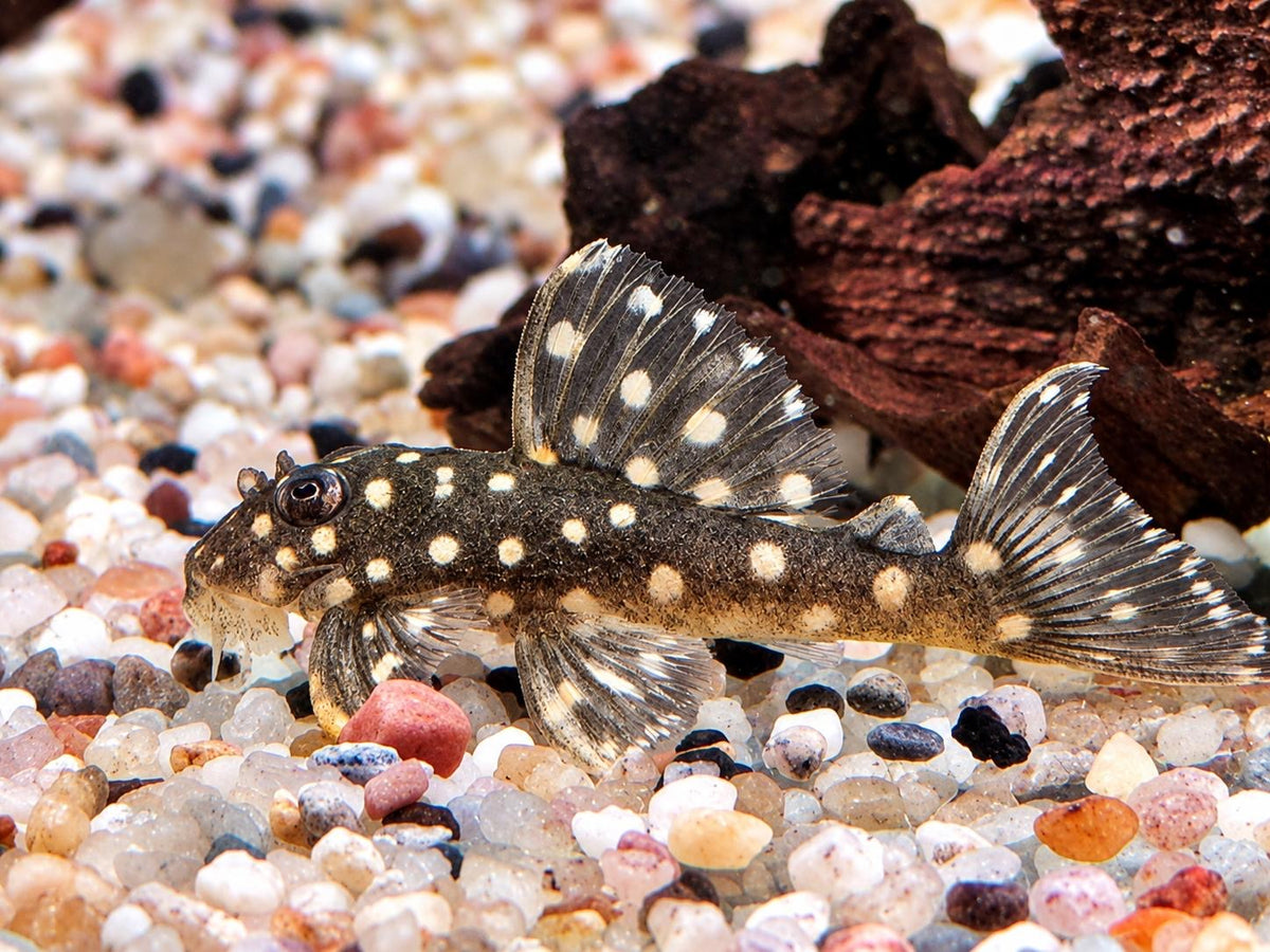 L201 Orinoco Engelsharnischwels Hypancistrus