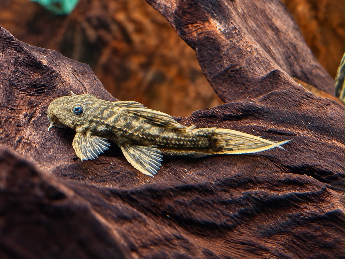 L24 NZ Rotflossen Kaktuswels Pseudacanthicus pitanga 4,5-5 cm