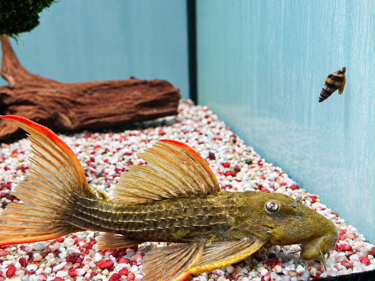 L24 Rotflossen Kaktuswels Pseudacanthicus pitanga 16-18 cm