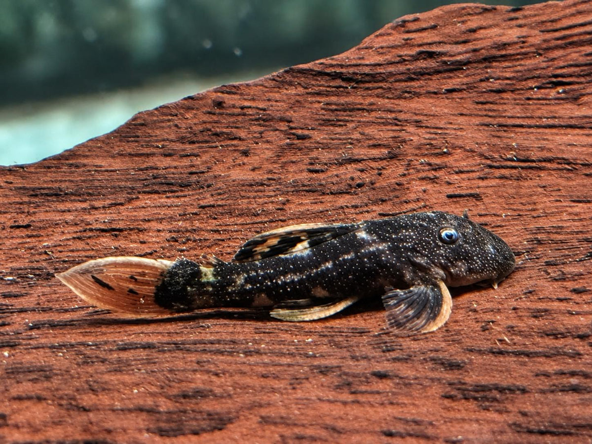 L25 Rotflossen Kaktuswels Pseudoacanthicus pirarara 3-4 cm NZ