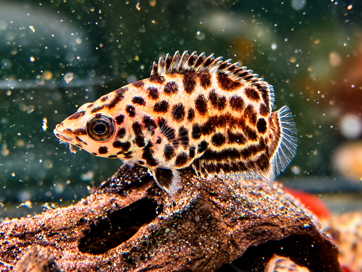 Leopard Buschfisch Ctenopoma acutirostre 3-4 cm