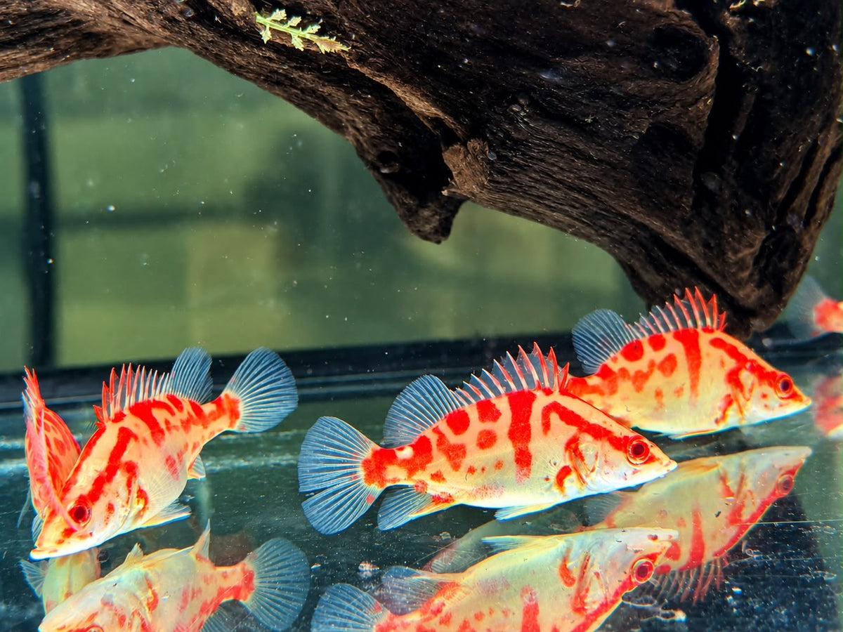 Mandarinfisch Albino Red Siniperca chuatsi 7-9 cm