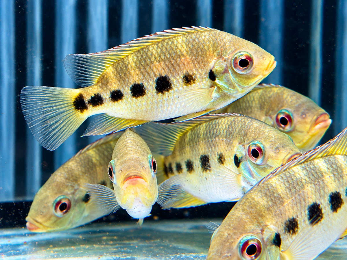 Marienbuntbarsch Tilapia mariae 4-5 cm