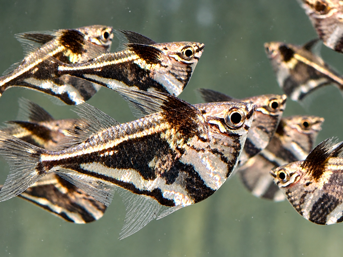 Marmorierter Beilbauchfisch Carnegiella strigata