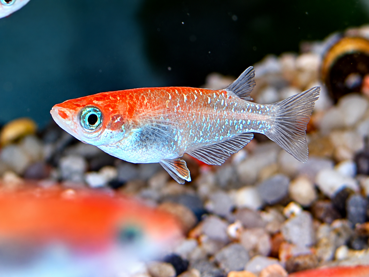 Medaka Reisfisch Kohaku Oryzias latipes