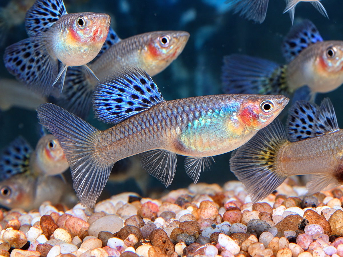 Miracle Lace Guppy Poecilia reticulata Weibchen
