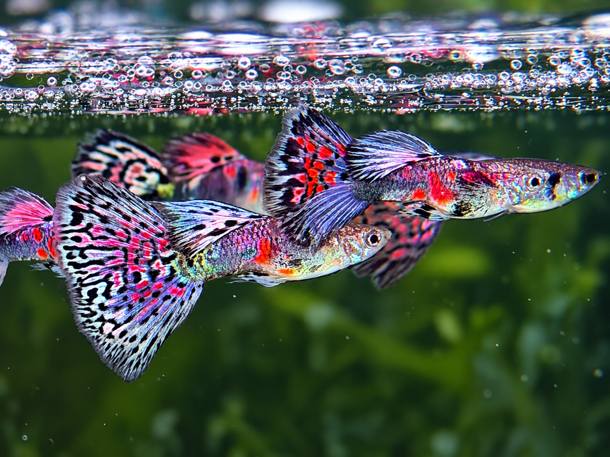 Miracle Lace Guppy Poecilia reticulata Männchen
