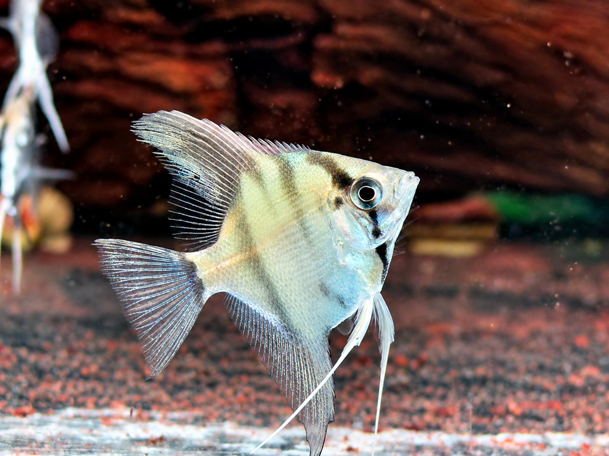 Natur Skalar Pterophyllum scalare