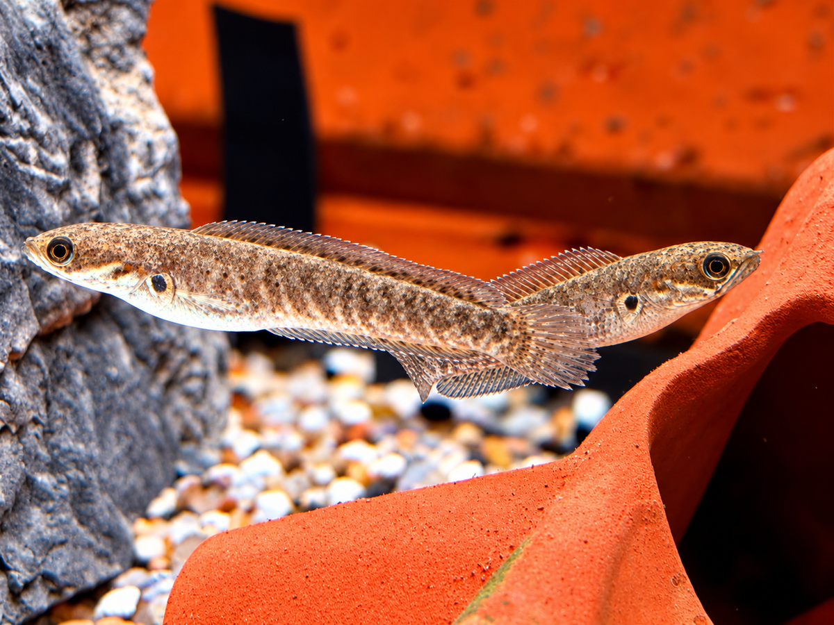 Neonblauer Zwergschlangenkopf Channa andrao 5-6cm