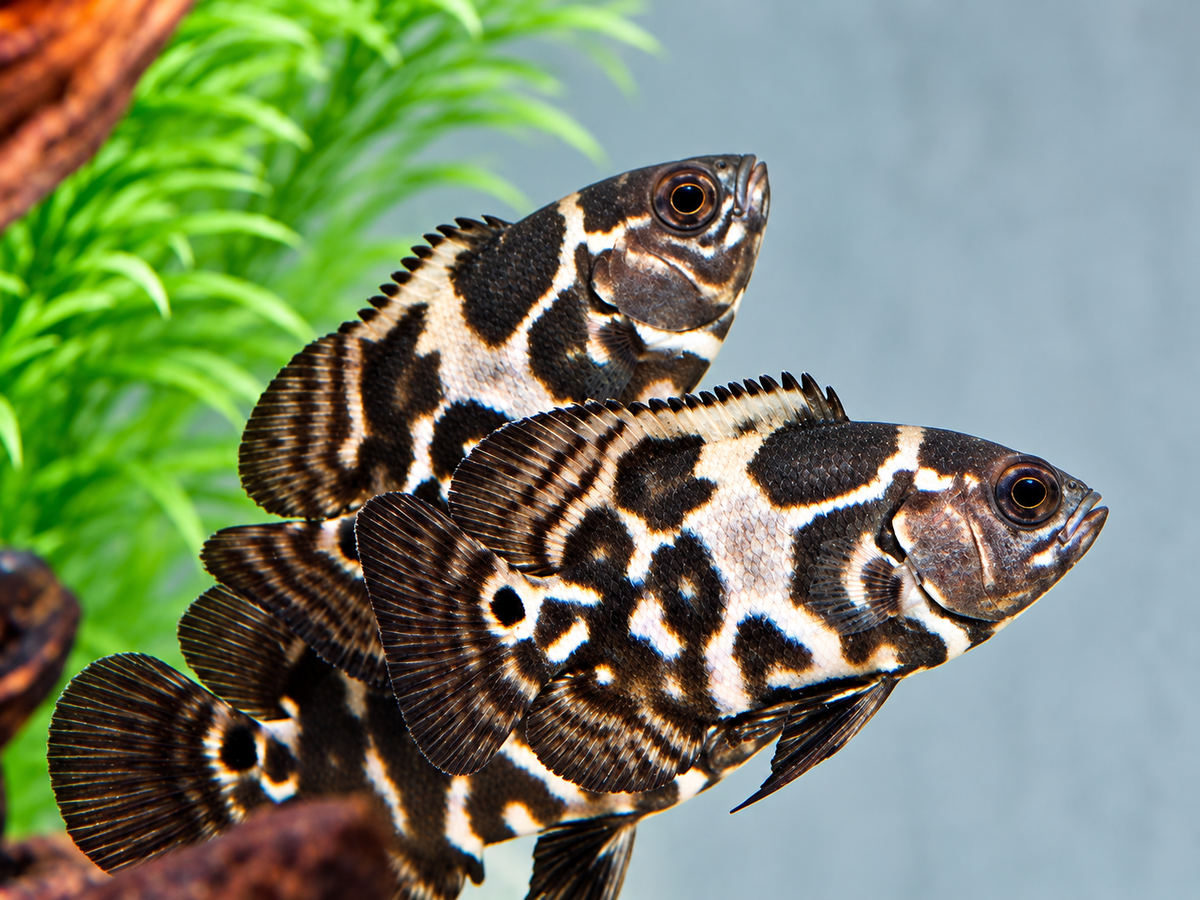 Oskar Pfauenaugenbuntbarsch Tiger Astronotus ocellatus