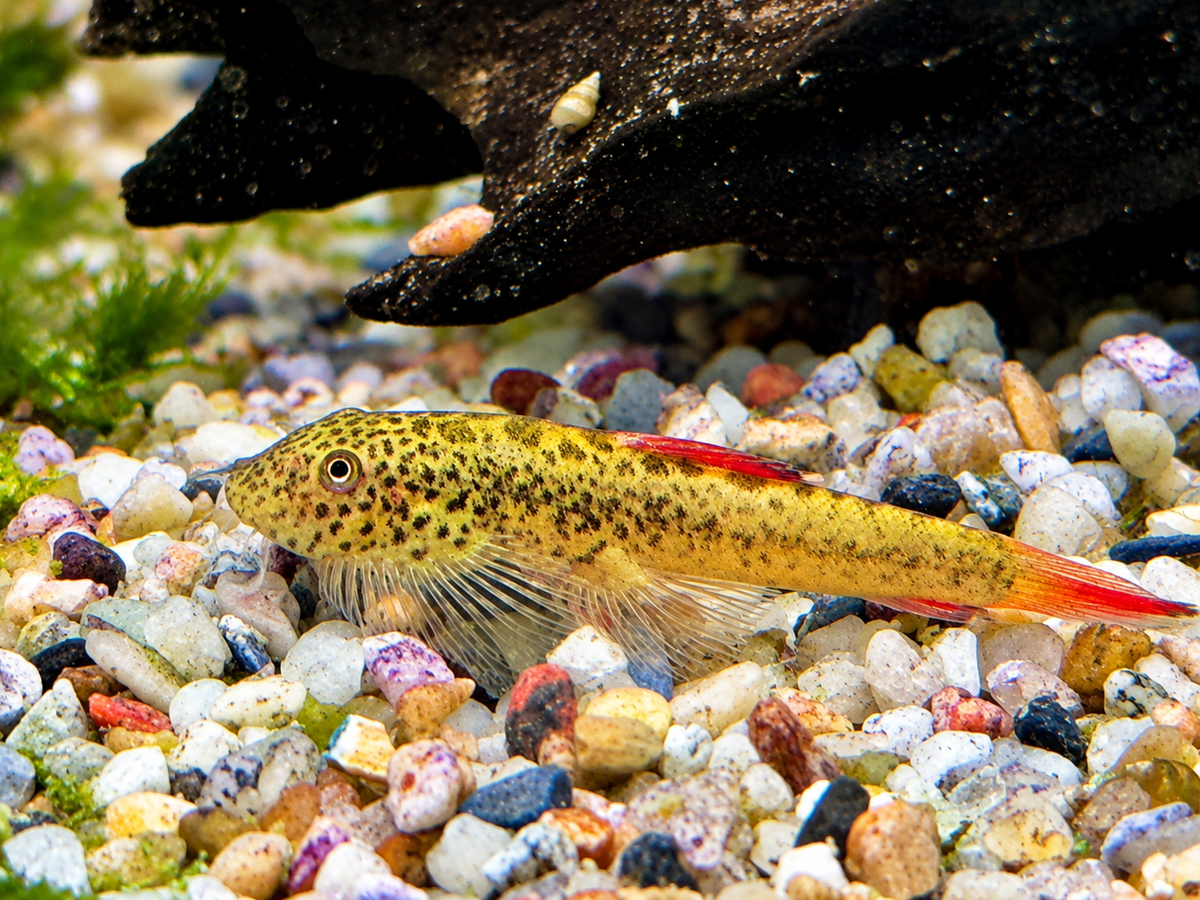 Purple Fin Flossensauger Pseudogastromyzon laticeps