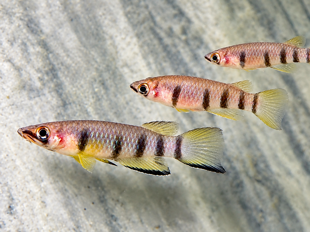 Querband Hechtling Epiplatys dageti