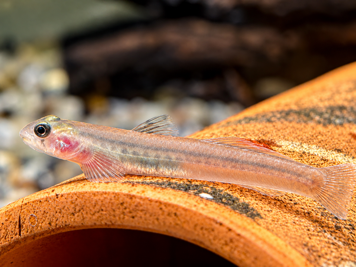 Rötliche Lippenstiftgrundel Sicyopus rubicundus