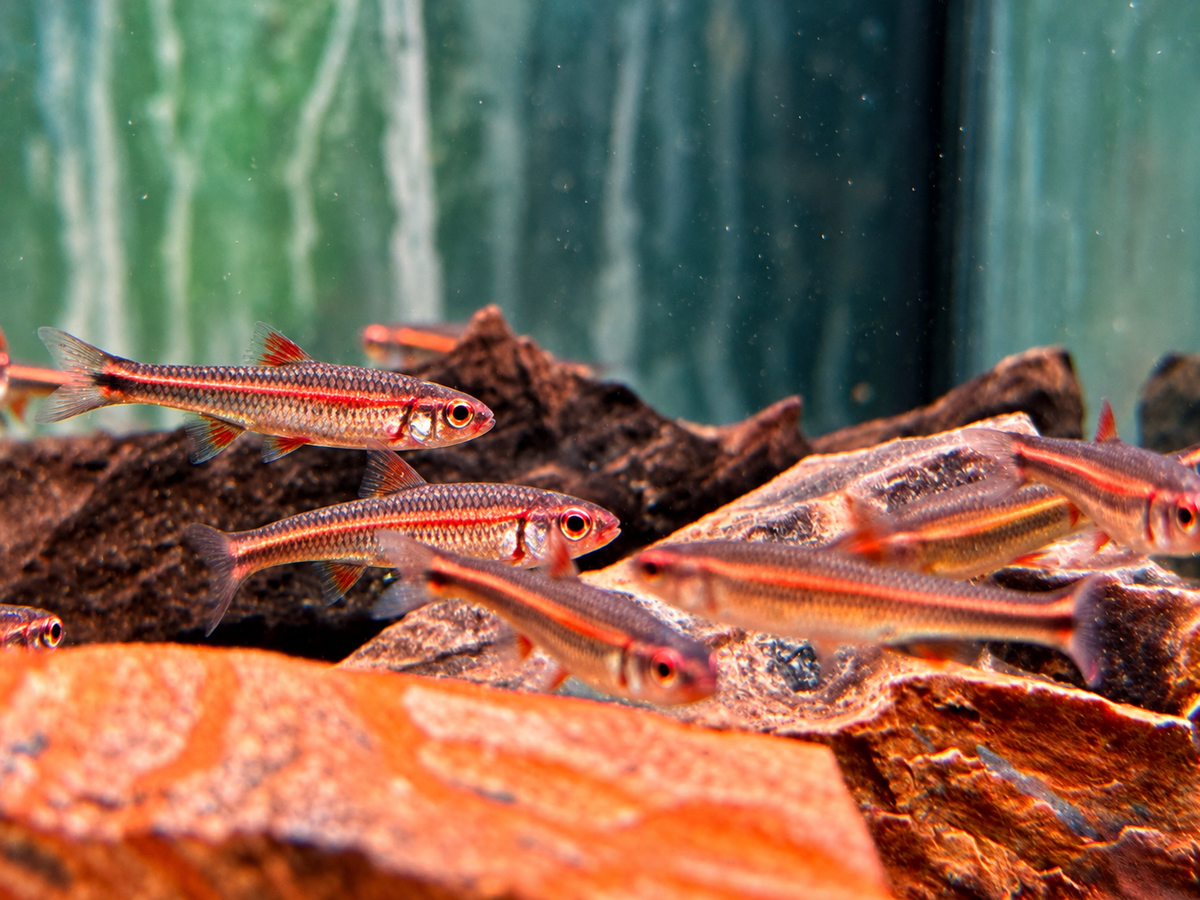 Regenbogenelritze Notropis chrosomus