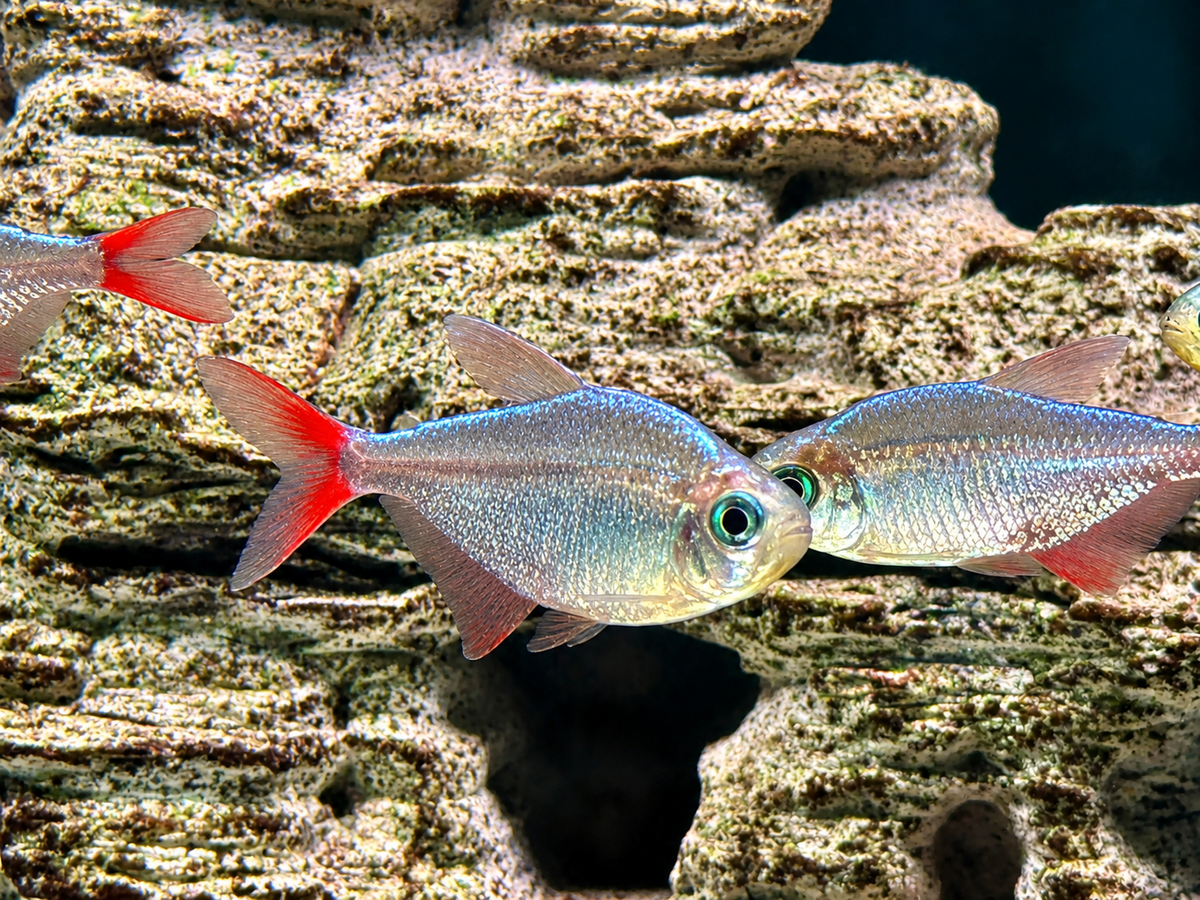 Rotblauer Kolumbianer Hyphessobrycon columbianus