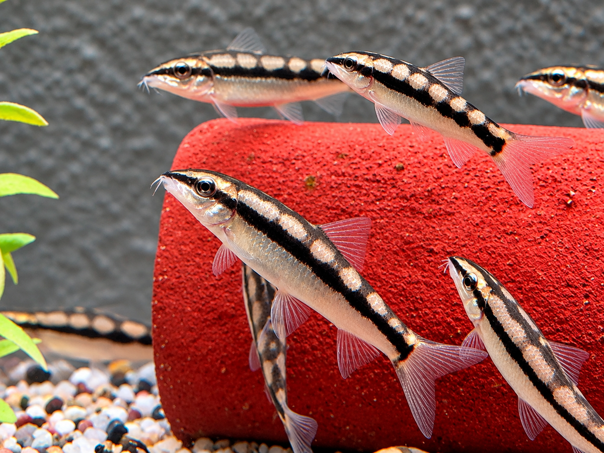 Schachbrettschmerle Yasuhikotakia (Botia) sidthmunki