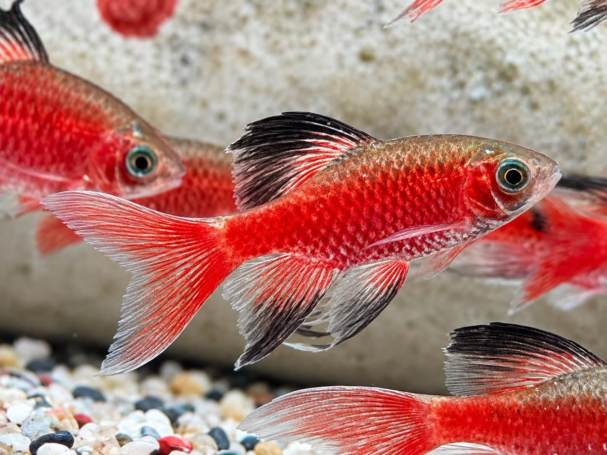 Schleier Prachtbarbe rot Pethia Puntius conchonius