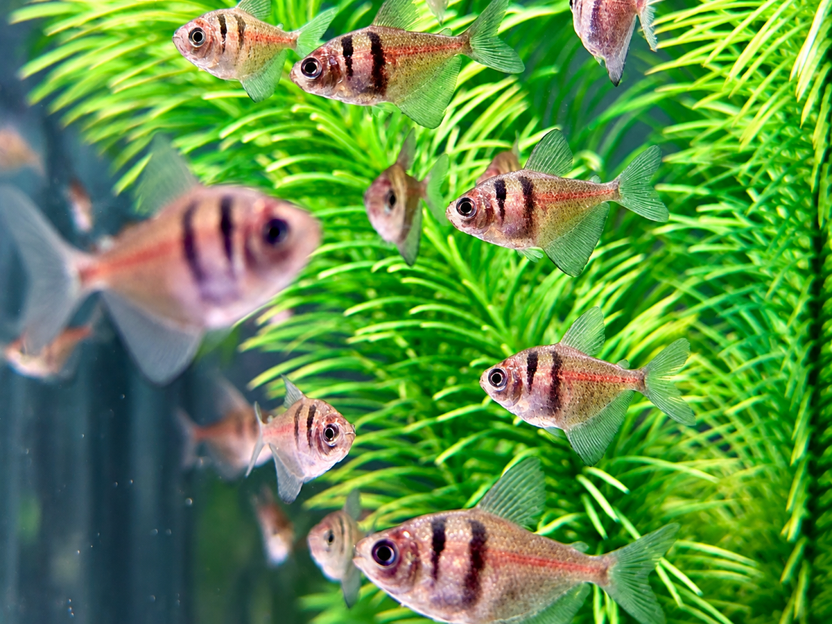Trauermantelsalmler Gymnocorymbus ternetzi