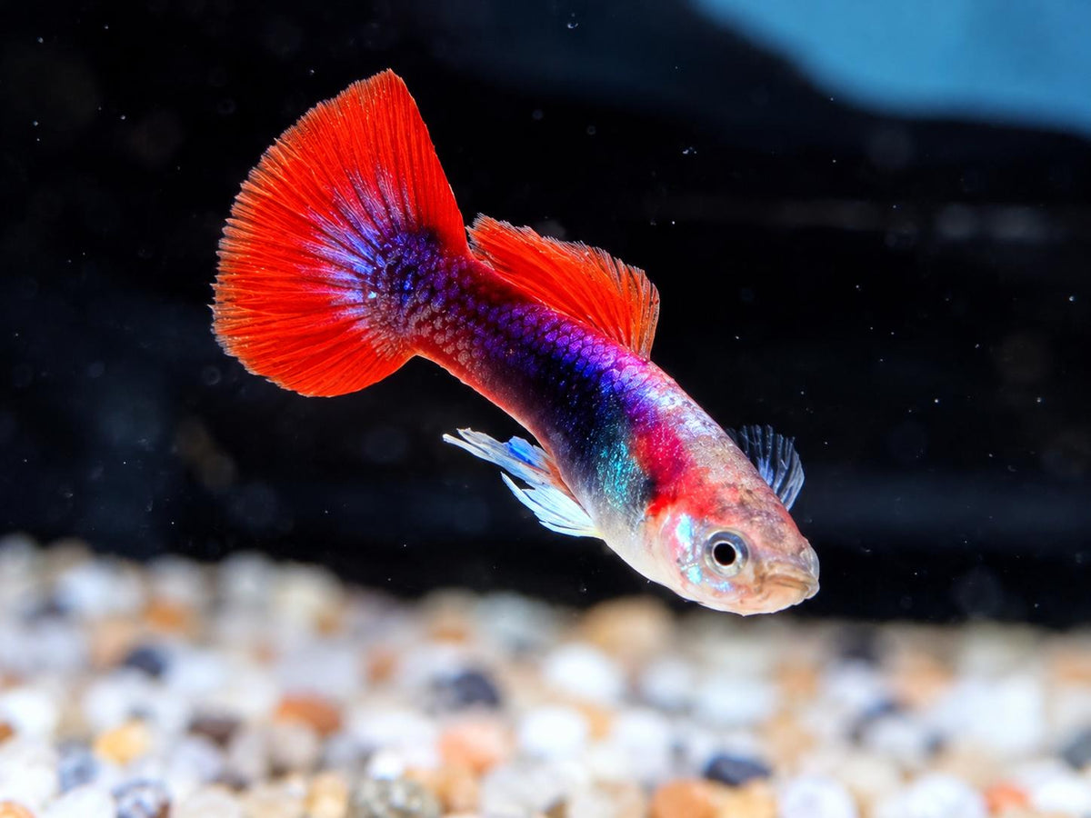 Tuxedo Guppy Poecilia reticulata Männchen