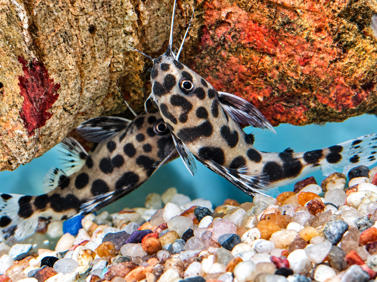 Vielflecken Fiederbartwels Synodontis multimaculatus
