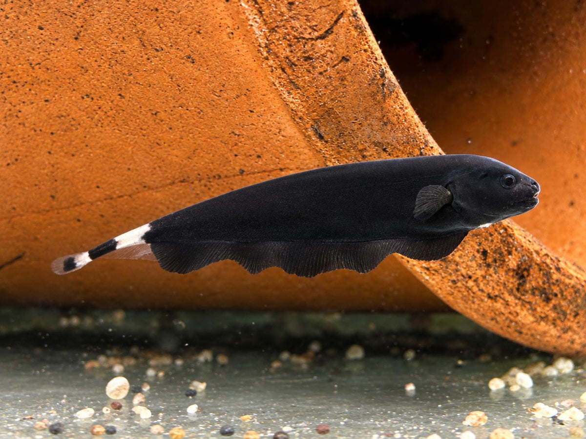 Weißstirn Messerfisch Apteronotus albifrons